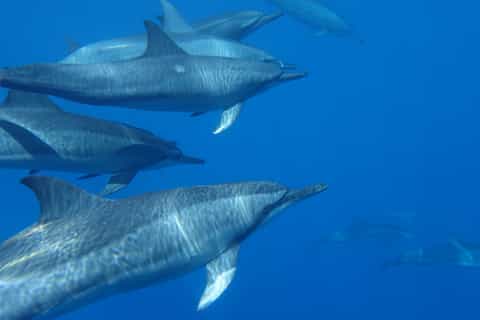 Moorea: Sea Scooter Snorkeling Tour