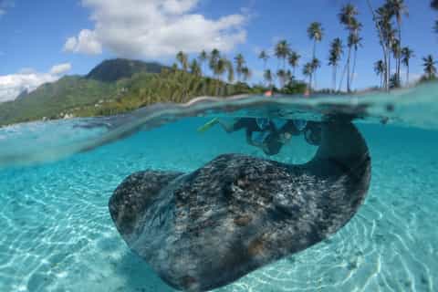 Moorea: Sea Scooter Snorkeling Tour