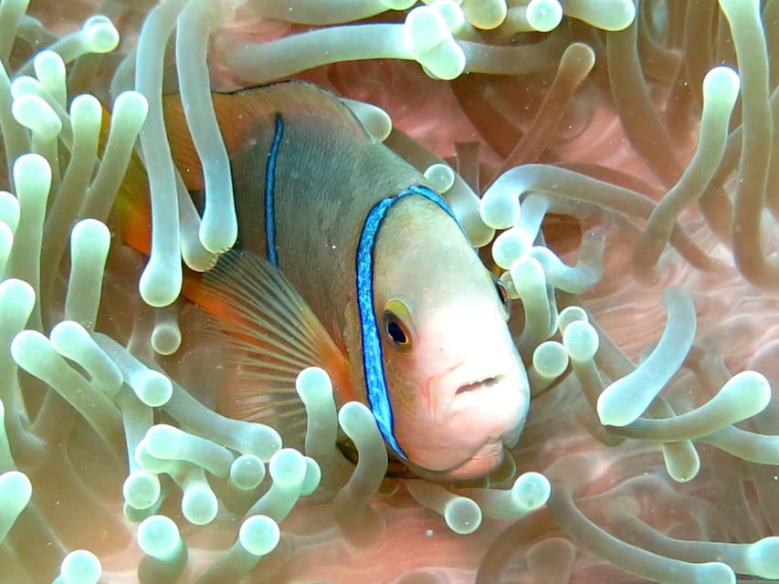 Moorea Sea Scooter Snorkeling Tour GetYourGuide