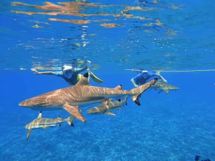 Moorea Sea Scooter Snorkeling Tour GetYourGuide