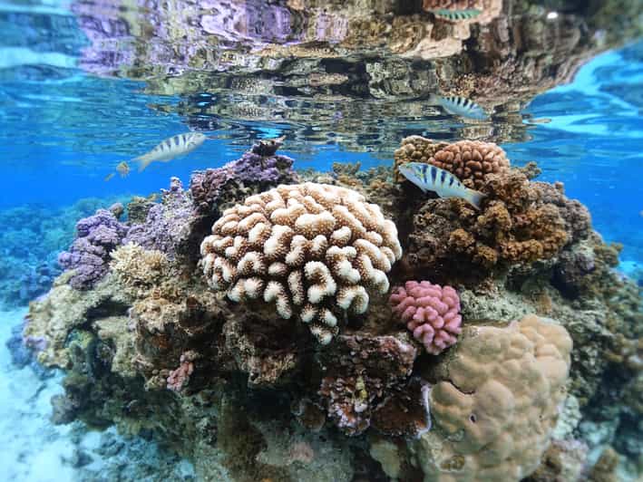 Moorea Sea Scooter Snorkeling Tour GetYourGuide