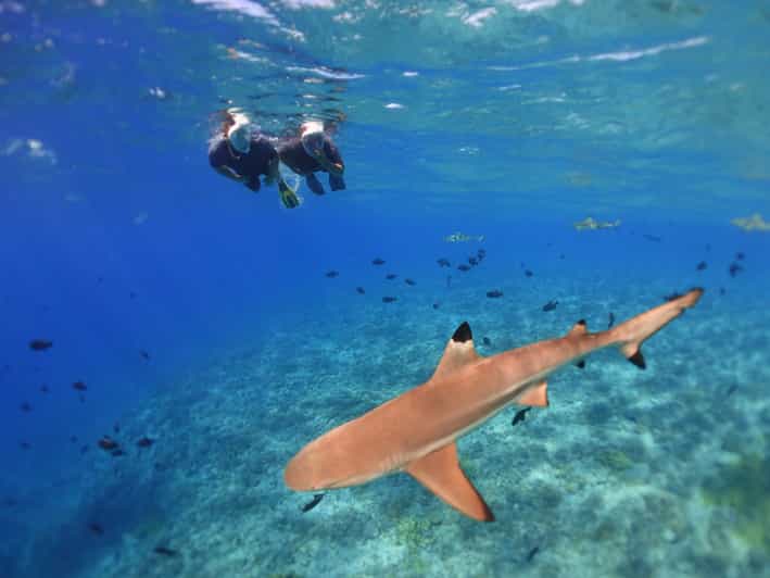 Moorea Sea Scooter Schnorchel Tour GetYourGuide