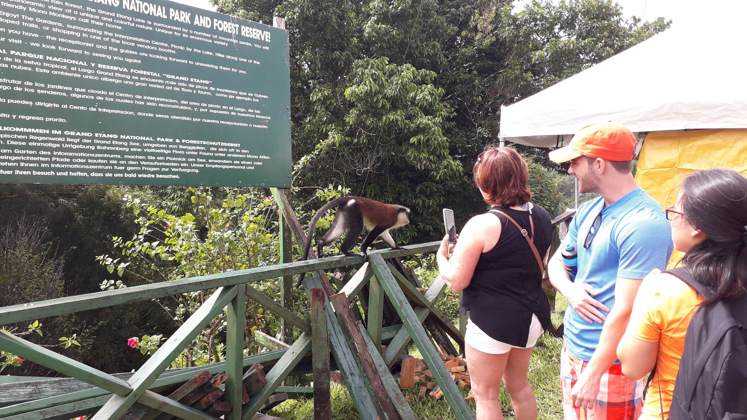 Wanderabenteuer durch den Grand E'tang RainForest