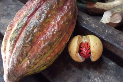 Grenada: Island Spice Tour