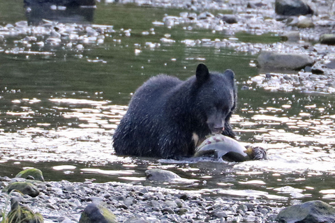 كيتشيكان: جولة لمشاهدة عمود الطوطم والحياة البرية والترامواي في المدينةكيتشيكان: عمود الطوطم والح