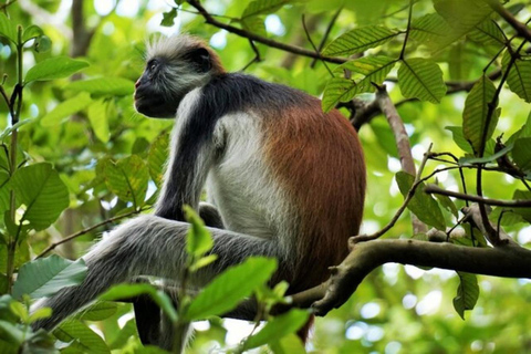 Zanzibar: Jozani forest, Sea tortoises & Mtende beach tour Private tour no Hotel pick and drop off included