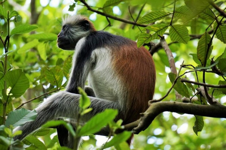 Zanzibar: Jozani forest, Sea tortoises & Mtende beach tour Private tour no Hotel pick and drop off included