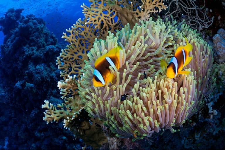 From Hurghada: 4-Hour Snorkeling Trip at 2 Sites with Lunch From Hurghada: 4-Hour Afternoon Snorkeling Trip