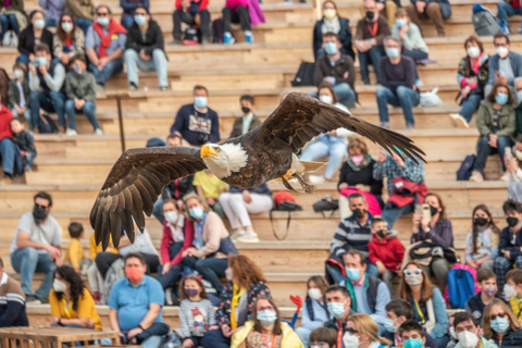 Toledo: Bilet wstępu do Puy du Fou España