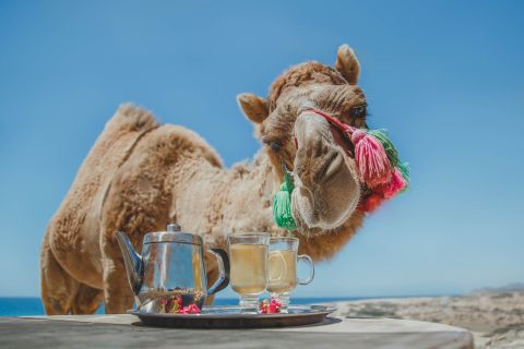Los Cabos: safari in cammello con pranzo e degustazione di tequila