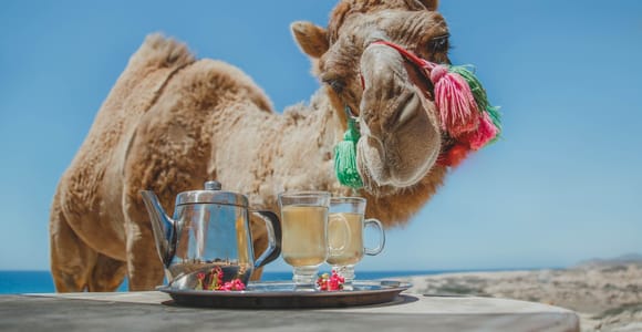 Los Cabos: Camel Ride Safari with Lunch and Tequila Tasting