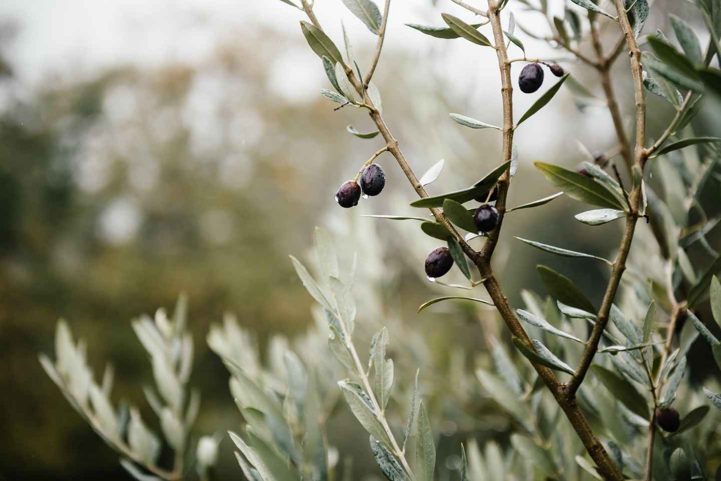 Ostuni: Olive Oil Tasting Tour