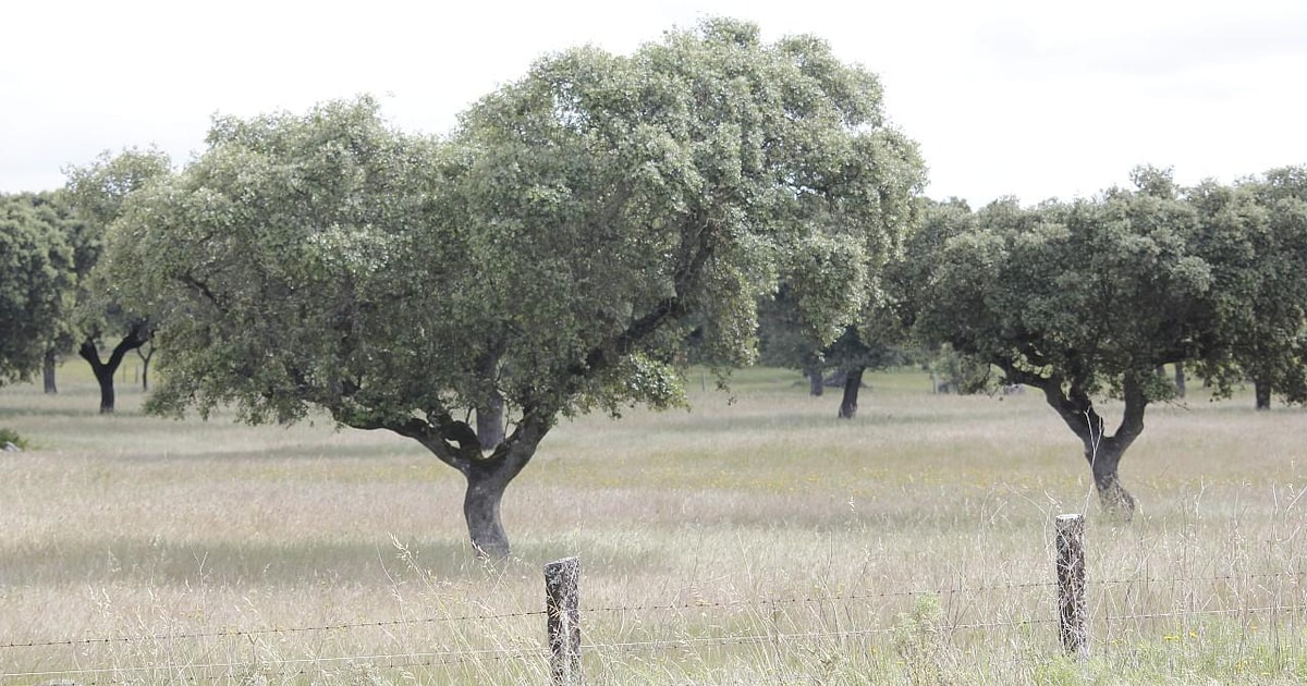 Lisbon Private Tour to Évora and Cork Factory GetYourGuide