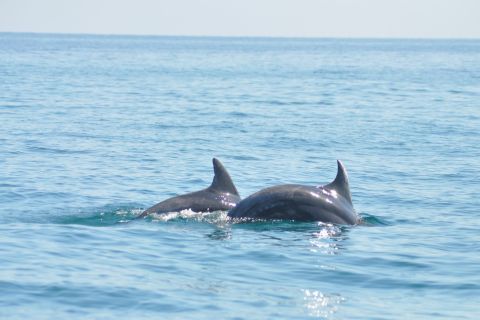 Djerba: 2-hour Dolphin Spotting Boat Trip