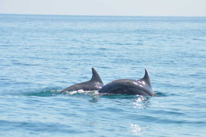 Djerba: 2-hour Dolphin Spotting Boat Trip