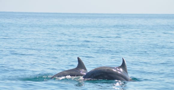 Djerba: 2-hour Dolphin Spotting Boat Trip