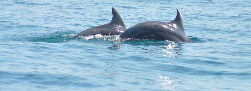 Djerba : 2 heures en bateau pour observer les dauphins