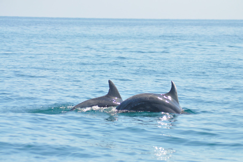 Djerba: passeio de barco de observação de golfinhos de 2 horas