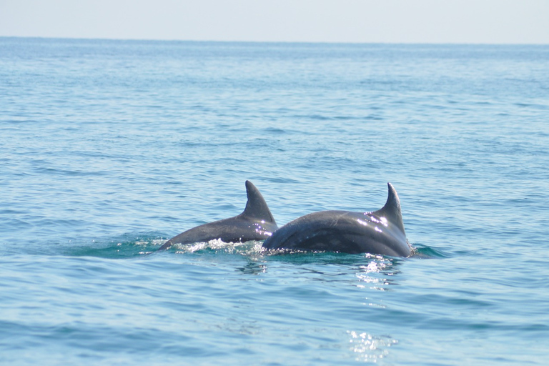 Djerba: 2-hour Dolphin Spotting Boat Trip