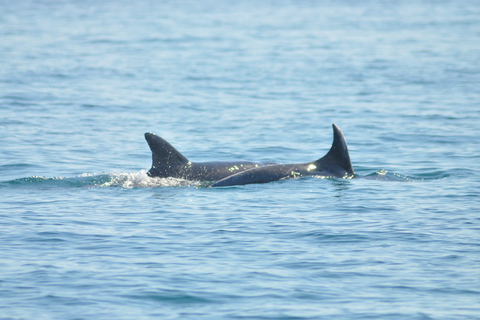 Djerba: 2-hour Dolphin Spotting Boat Trip