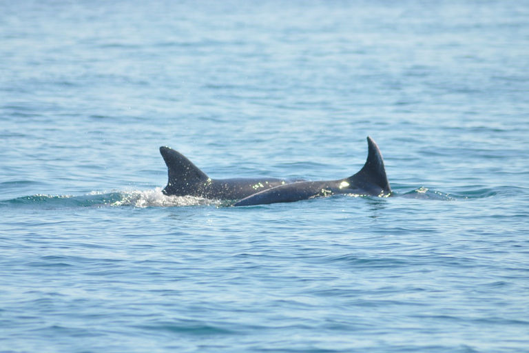 Djerba: 2-hour Dolphin Spotting Boat Trip