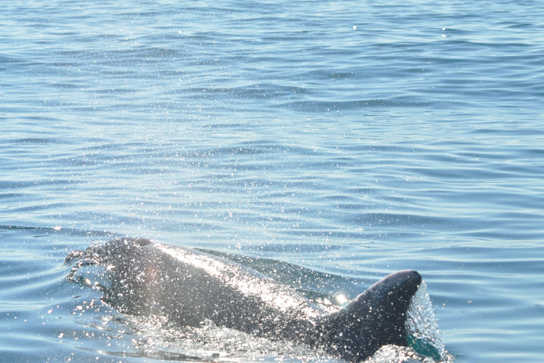 Djerba: 2-hour Dolphin Spotting Boat Trip