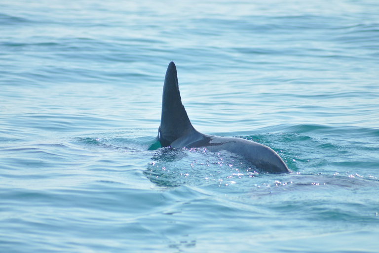 Djerba: 2-hour Dolphin Spotting Boat Trip