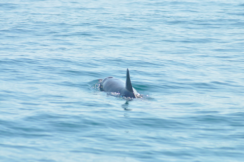 Djerba: 2-hour Dolphin Spotting Boat Trip