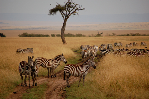 Ab Nairobi: 2-tägige Masai Mara Privatsafari mit Mahlzeiten2 Tage Kenia-Masai-Mara-Safari Landcruiser-Option