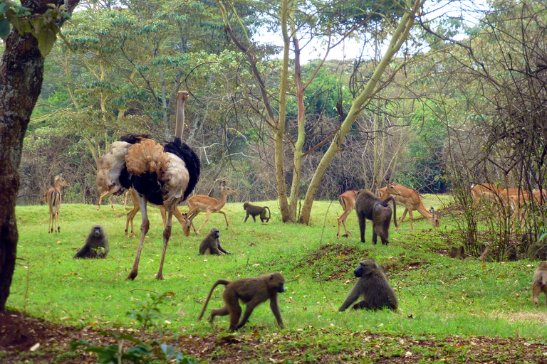 Van Nairobi: 2-daagse Masai Mara privésafari met maaltijdenMasai Mara Overnachting met een open dak Safari Van