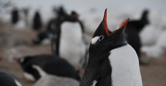 Ushuaia: paseo en catamarán a la isla Pingüino