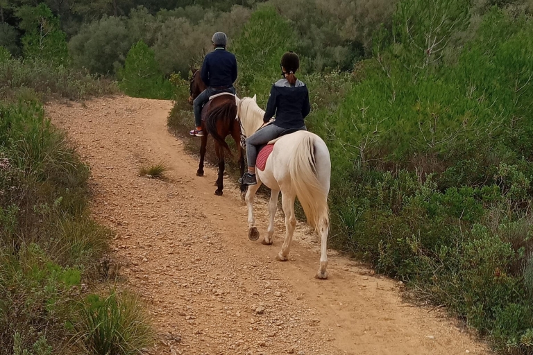 Mallorca: Randa Romantic Sunset Horse Ride With Drinks