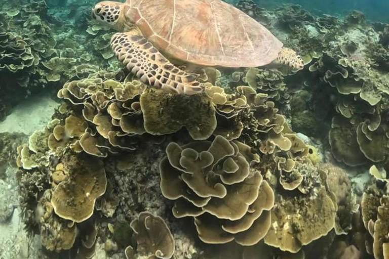 Gili island: 3 island tour with statue and turtle sanctuary sharing tour 9;30