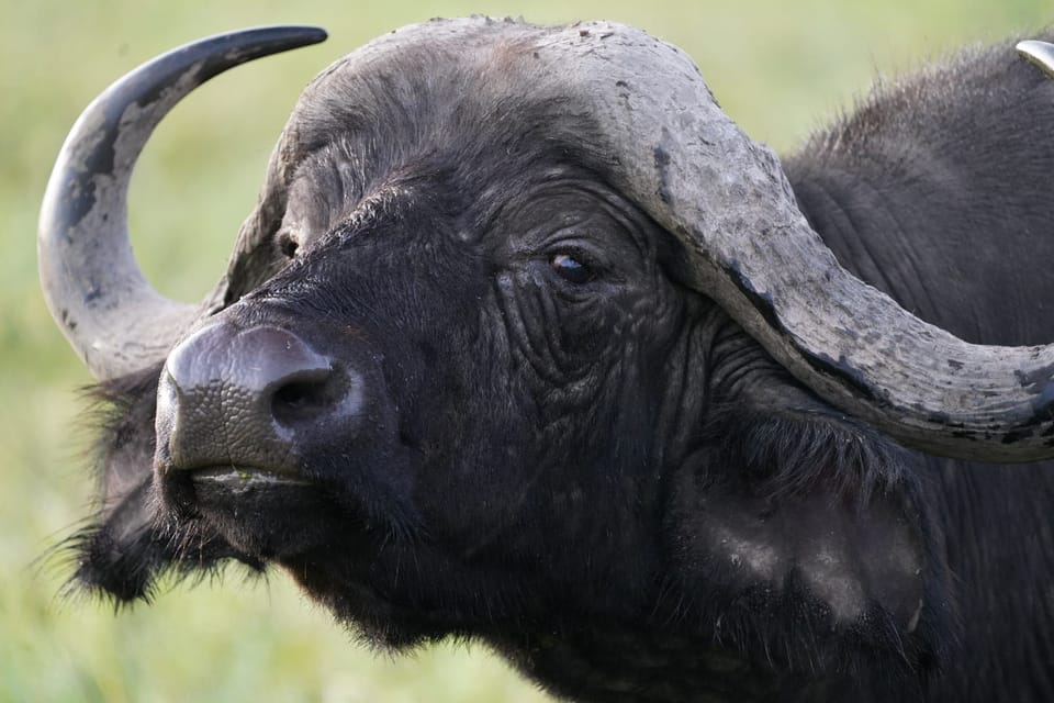 Desde Nairobi o Mombasa Excursión de 3 días al Parque Nacional Amboseli