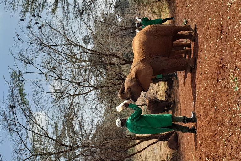 Tour dell&#039;orfanotrofio degli elefanti e del centro delle giraffe di David Sheldrick.Tour dell&#039;orfanotrofio degli elefanti e del centro delle giraffe di David Sheldrick