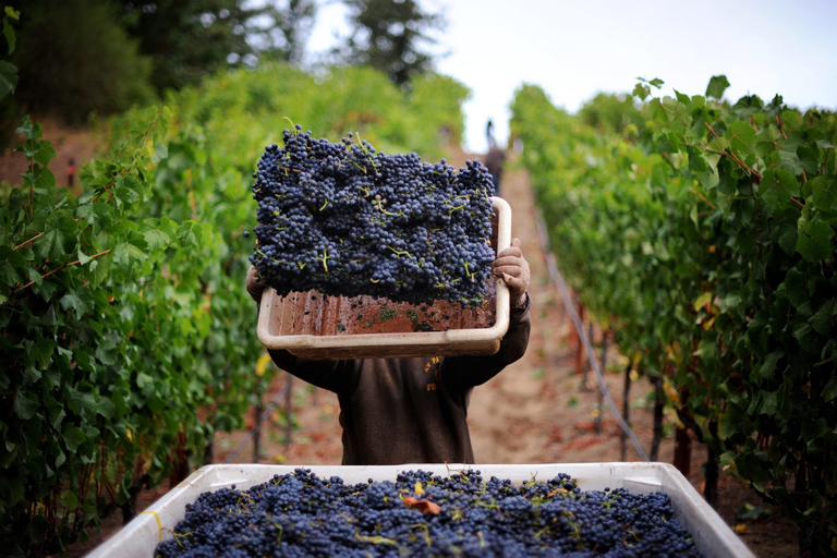 Pompéia: tour guiado e degustação de vinhos no Monte Vesúviopasseio em italiano