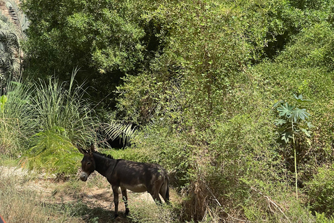 Muscat: Ganztagestour durch das Wadi Shab mit Abholung vom Hotel