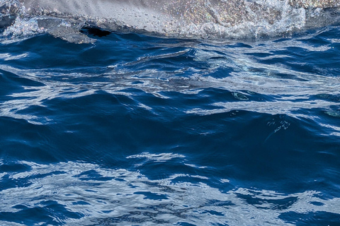 ZANZIBAR: Mnemba Dolphin & Salaam Cave+Pick up & Entry Fee. Private Tour with hotel transfer at Anywhere in ZANZIBAR