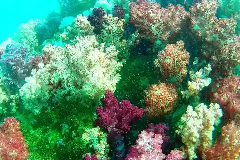 Lipe Private Snorkelinge Outside Zone By Long Tail Boat
