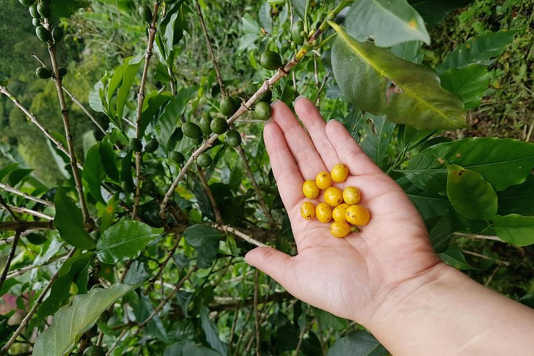 Från Medellin: Privat Envigado Coffee Tour med provsmakningar