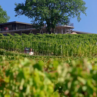 Rions: Wine Tasting Experience in Chateau Reaut with 2 Wines