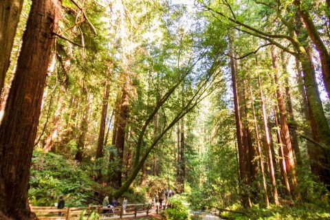 San Francisco: Muir Woods, Giant Redwoods, & Sausalito Tour