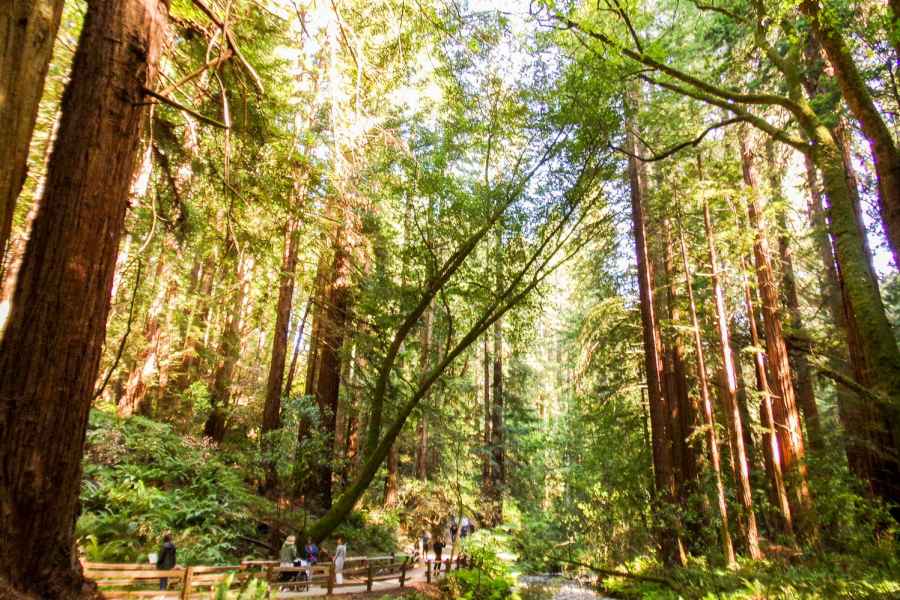 Ab San Francisco: Muir Woods, Riesenmammutbäume & Sausalito. Foto: GetYourGuide