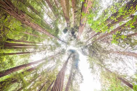 San Francisco: Muir Woods, Giant Redwoods, & Sausalito Tour