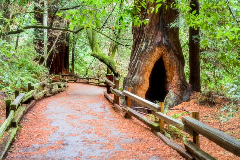 San Francisco: Muir Woods, Giant Redwoods, & Sausalito Tour  GetYourGuide