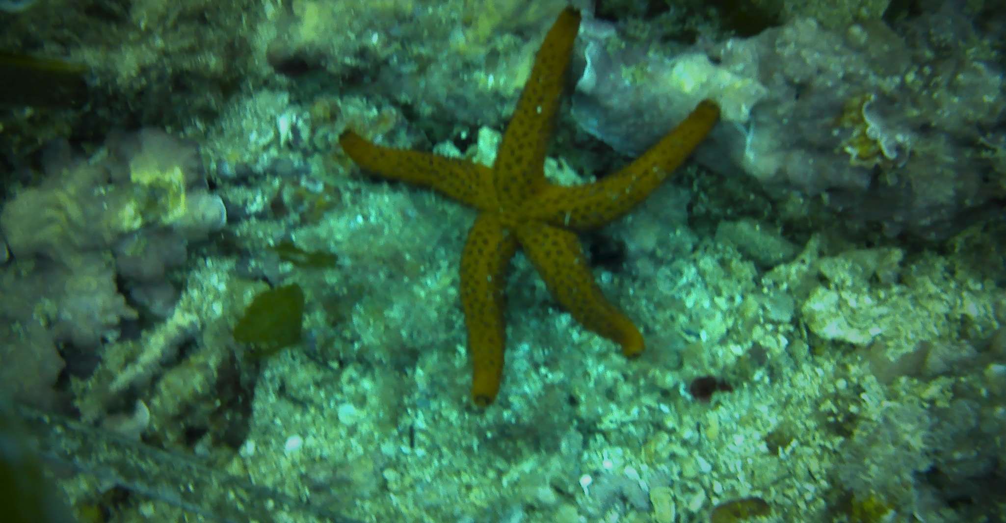 Santa Pola, 3 ore di immersioni subacquee vicino a Tabarca - Hizvo