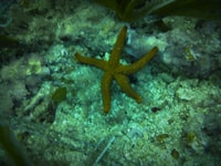 Santa Pola, 3 ore di immersioni subacquee vicino a Tabarca - Hizvo
