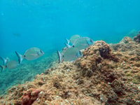 Santa Pola, 3 ore di immersioni subacquee vicino a Tabarca - Hizvo