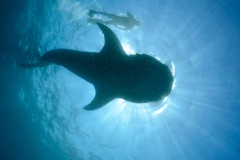 Cancún : Nage avec les requins-baleines et plage de Playa Norte
