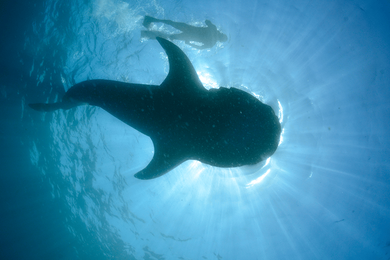 Cancún : Nage avec les requins-baleines et plage de Playa Norte